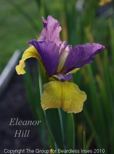 Eleanor Hill 2
